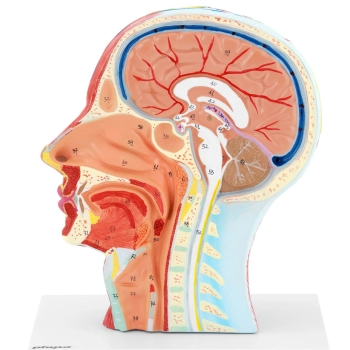 Model anatomiczny 3D głowy i szyi człowieka skala 1:1